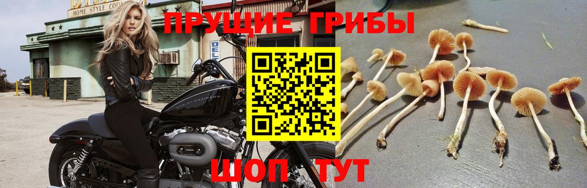 Хабаровск  Псилоцибиновые грибы Cubensis  Вход с VPN 